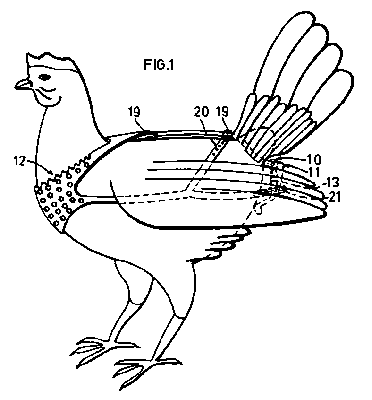 [Chicken in 19c.-tech truss]
